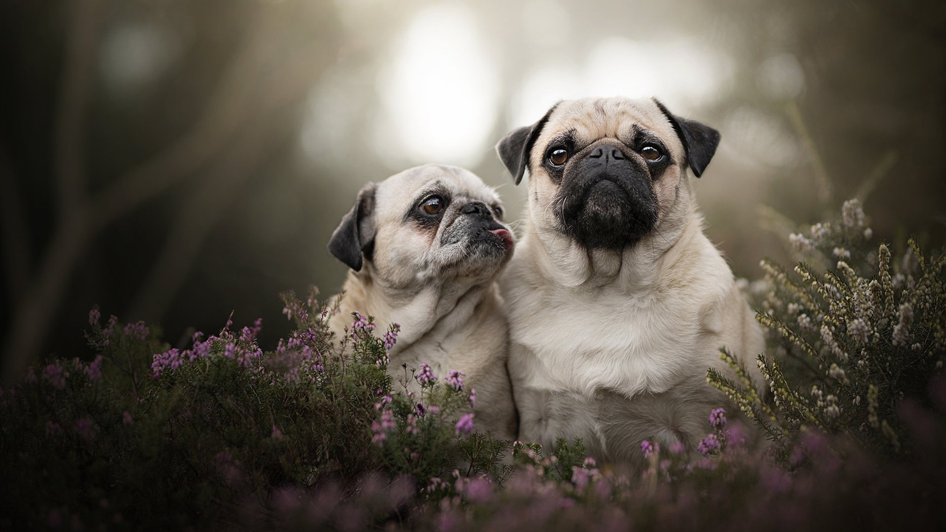 中国篮球职业联赛赛事安全管理体系建设，篮球联赛竞赛规程