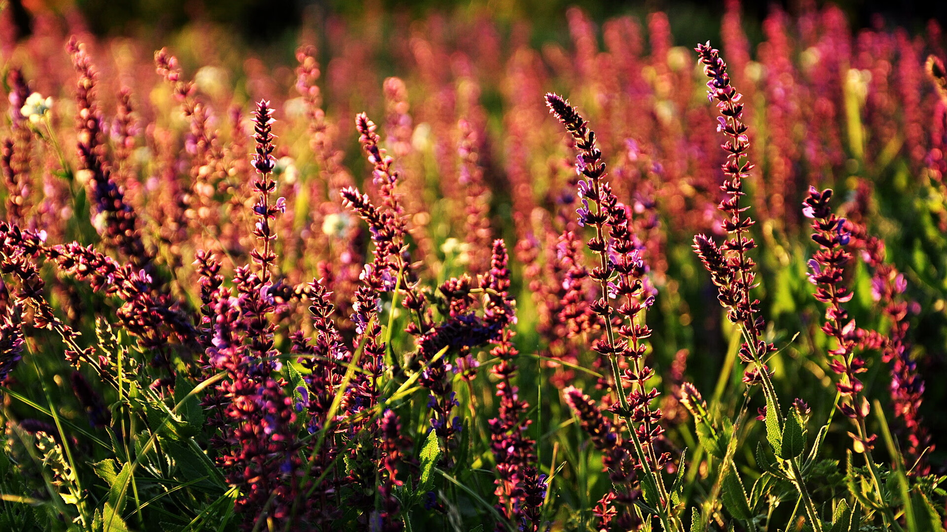 攻防演练：本季最励志的战术对决分析，攻防演练攻击手法