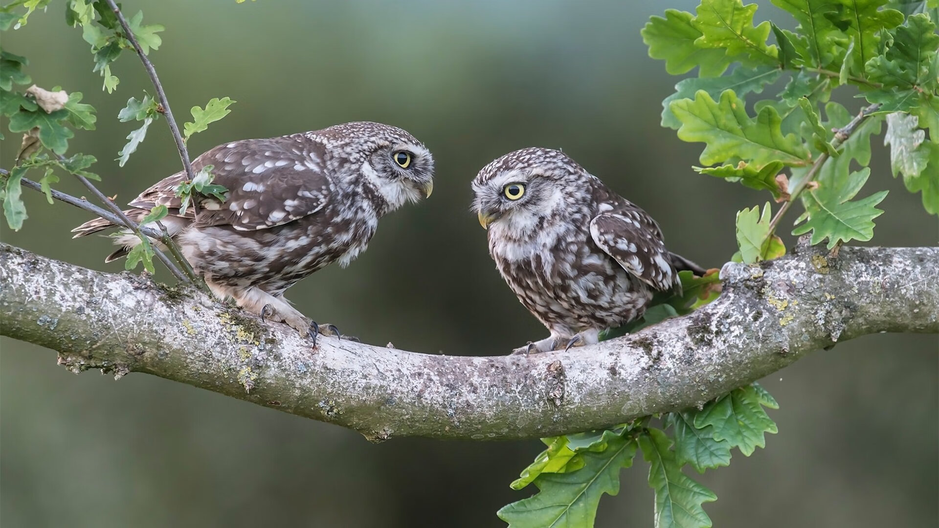 智能训练辅助系统开发与应用，智能训练处理