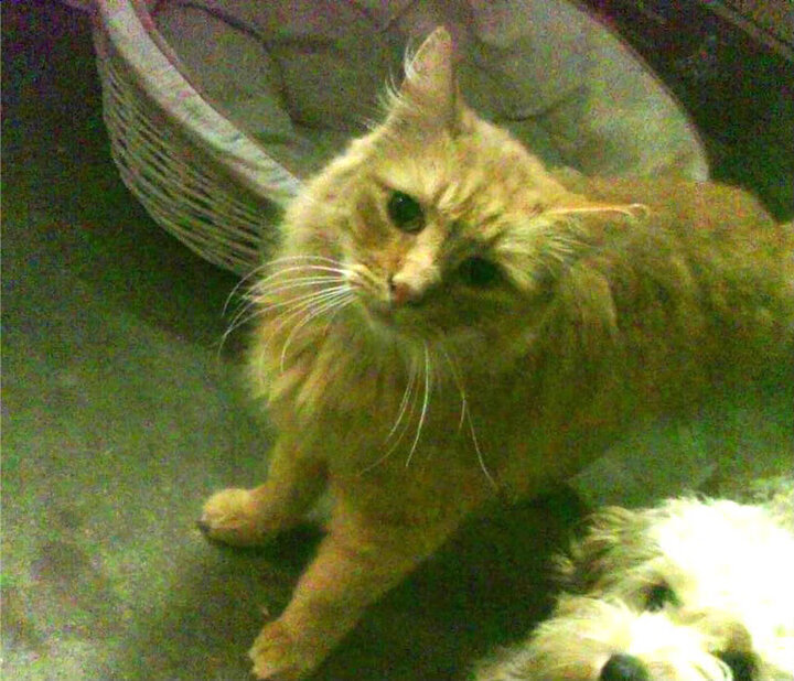 西甲焦点比赛：皇马主场迎战马竞，悬念渐浓，西甲皇马马竞视频直播