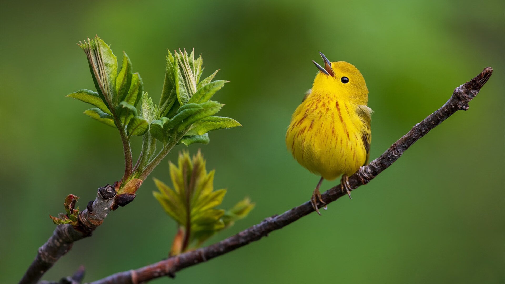 滑板世界杯上海站自由式项目中国包揽冠亚军，滑板世界大赛