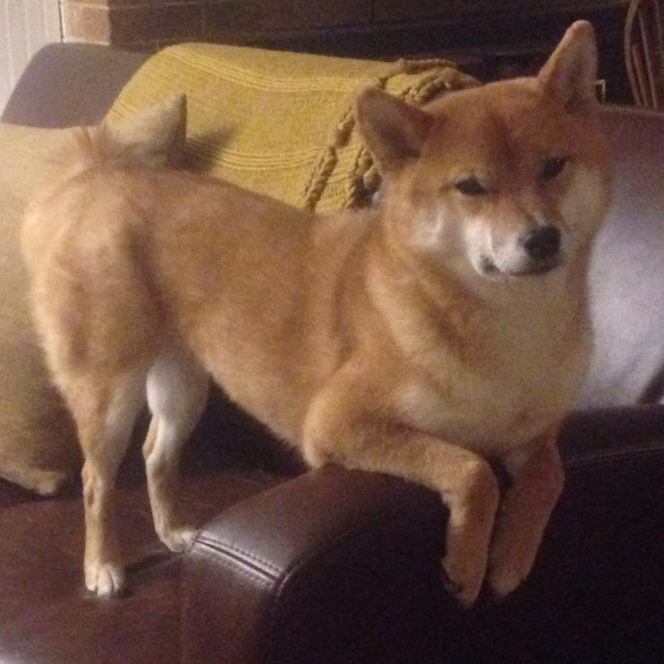 中国篮球提升赞助商匹配度增强联赛商业价值，篮球队赞助商