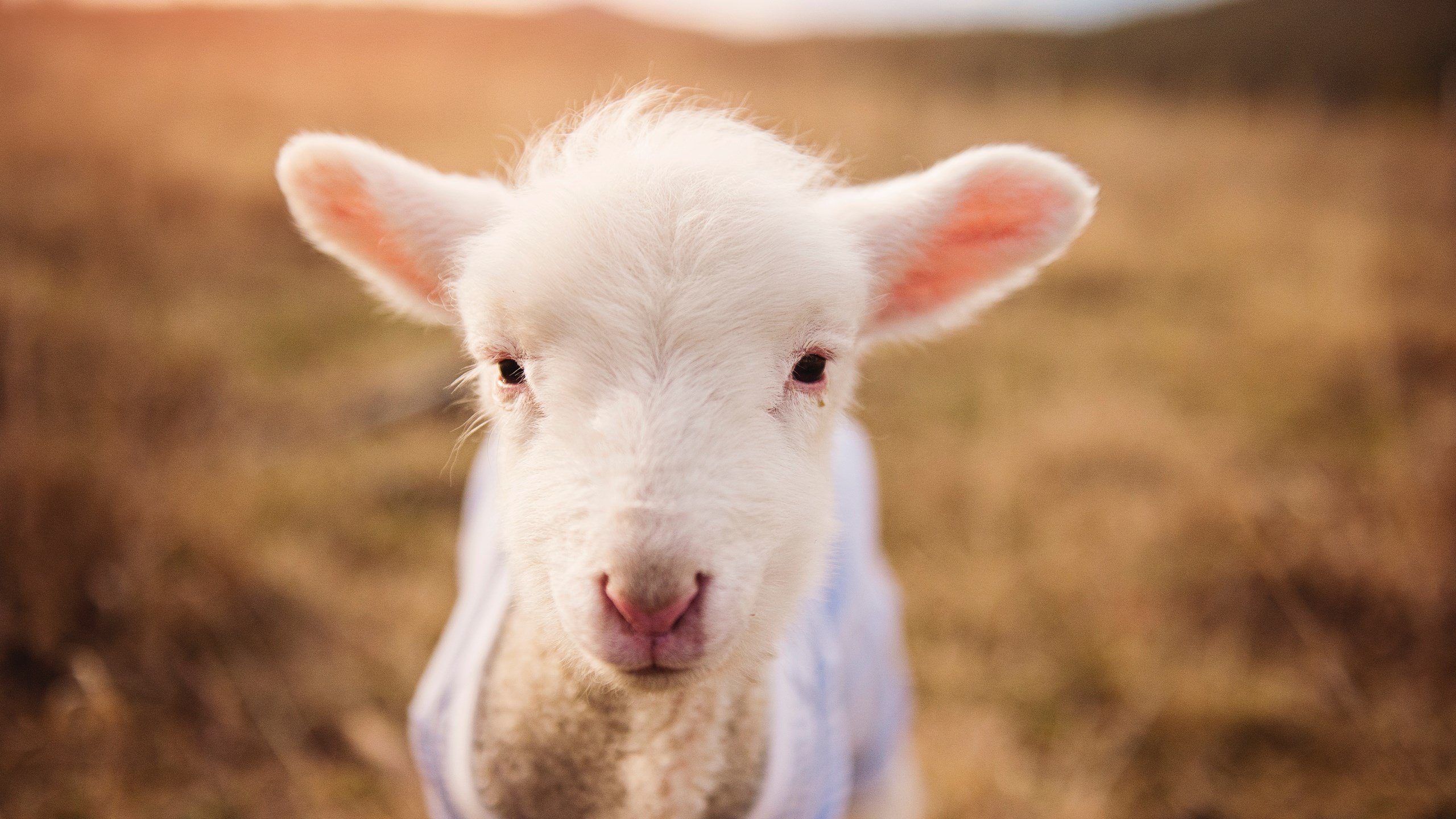 体育文化节庆典 推动全民健身，体育文化节活动