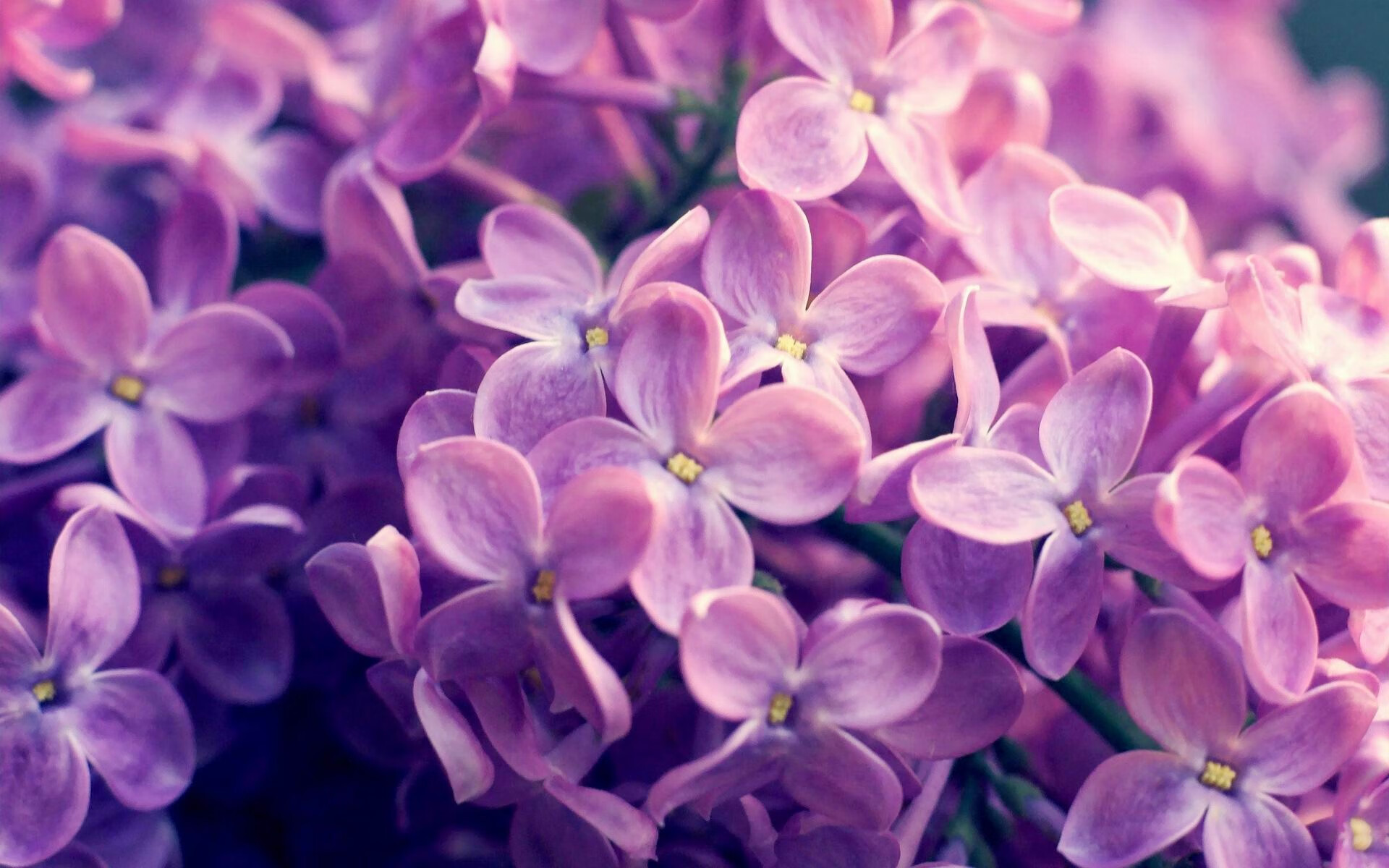 KAIYUNAPP-决赛拼速 切拉苏奥洛咬紧每一毫秒，切洛拉高vs苏阿美利加