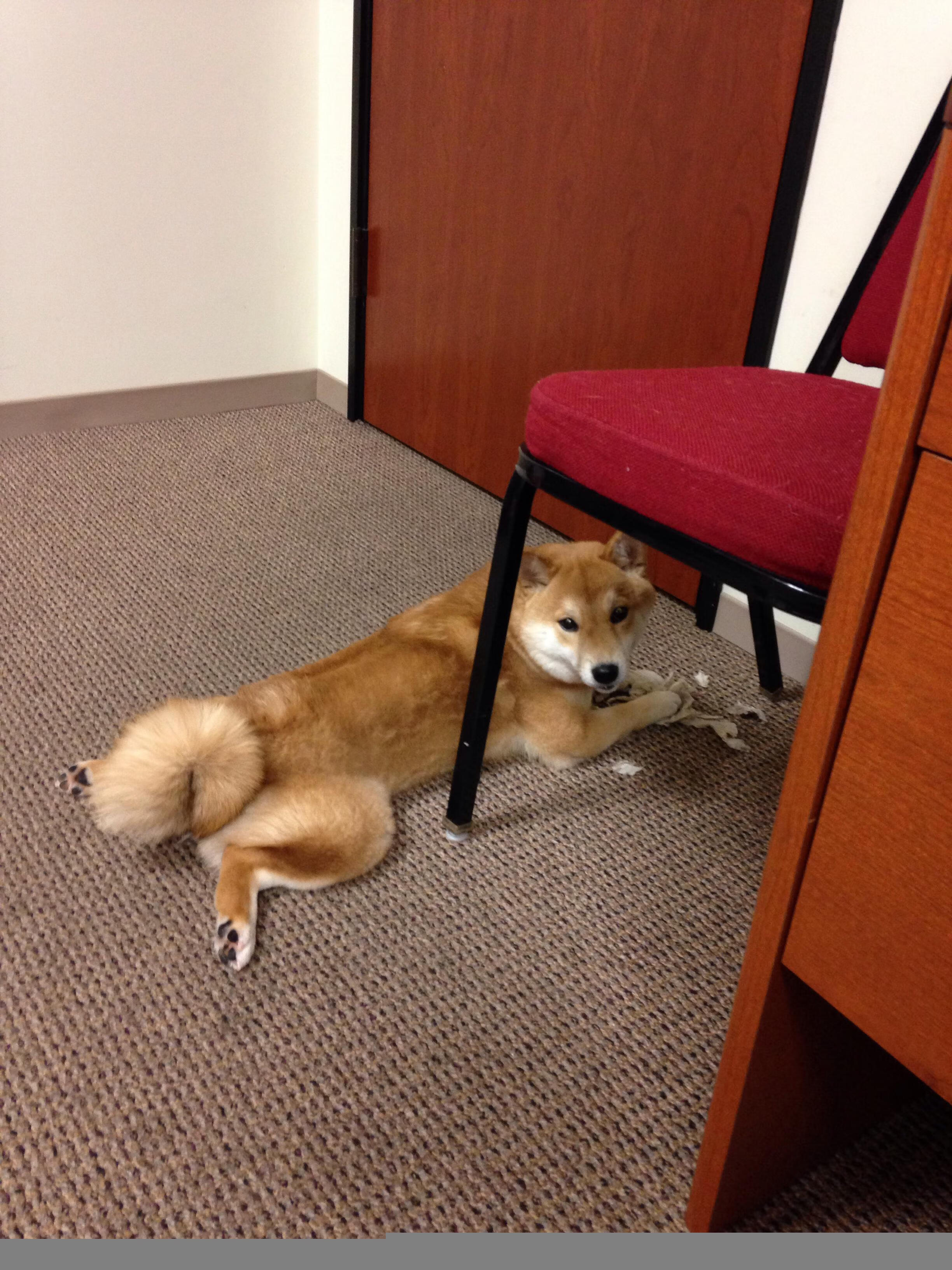 决赛拼速 切拉苏奥洛咬紧每一毫秒，切洛拉高vs苏阿美利加