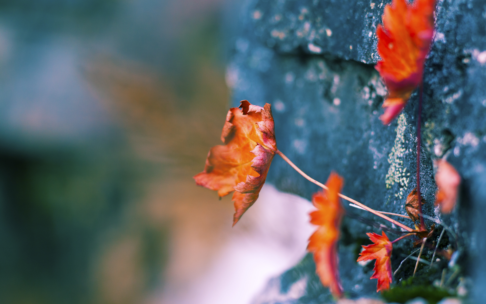 Kaiyun(中国)开云-塞内加尔男篮在非洲锦标赛中奋勇争夺，体育影响不断扩大，塞内加尔在非洲算什么水平