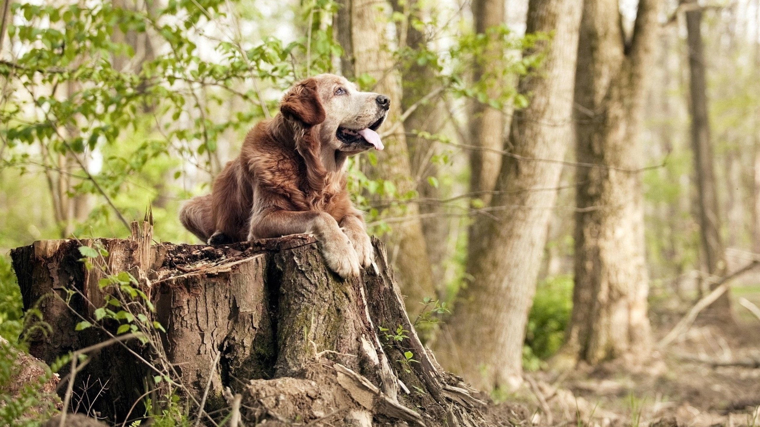 开云网页版登录入口-女子赛事走进黄金时段转播，女子竞走决赛直播