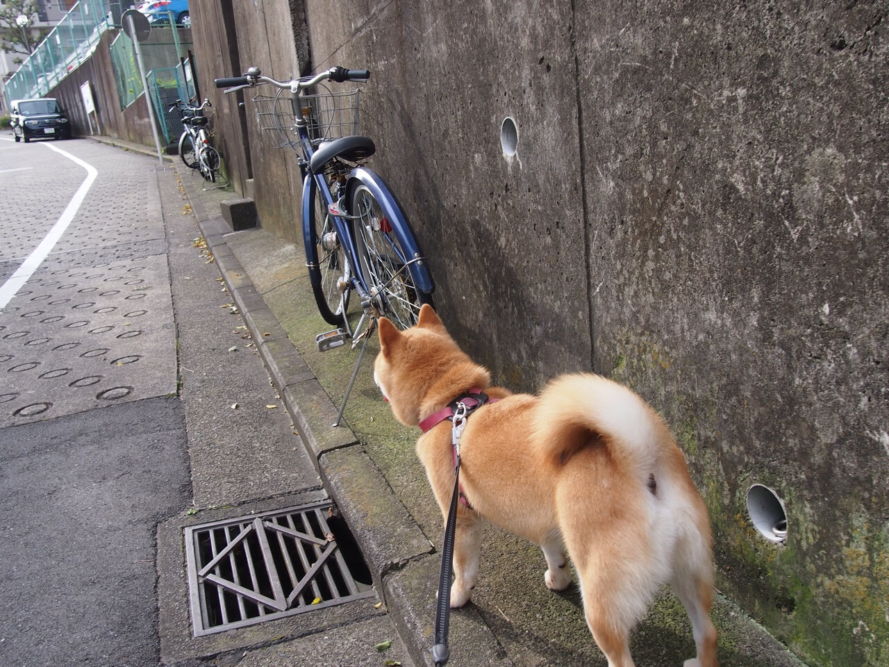 开云网站-帕特森的战术指挥和精准传球，成为袋鼠队战术体系的重要支柱，帕特森数据