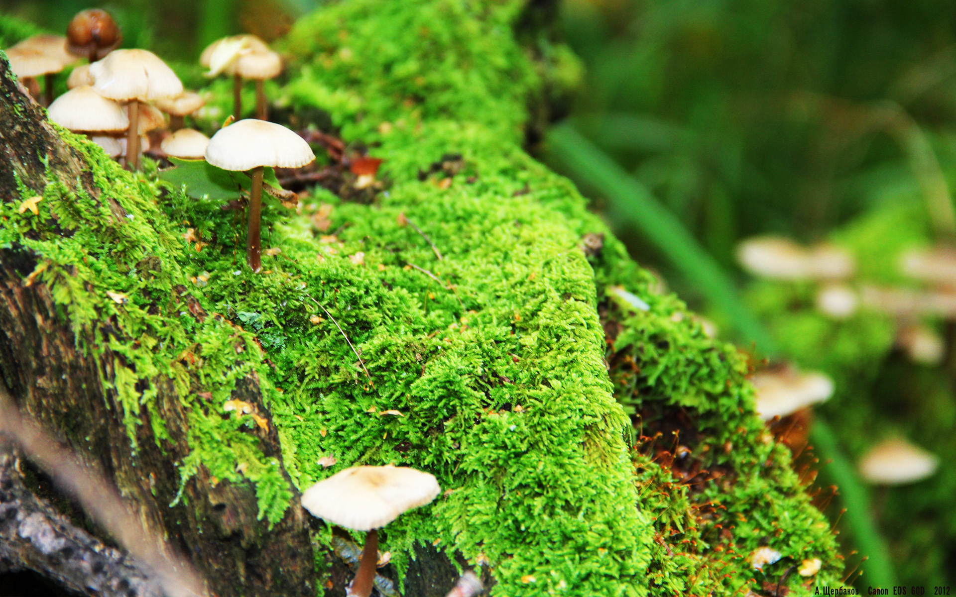 格鲁塞100米蝶泳全程领先抢眼，格鲁塞特