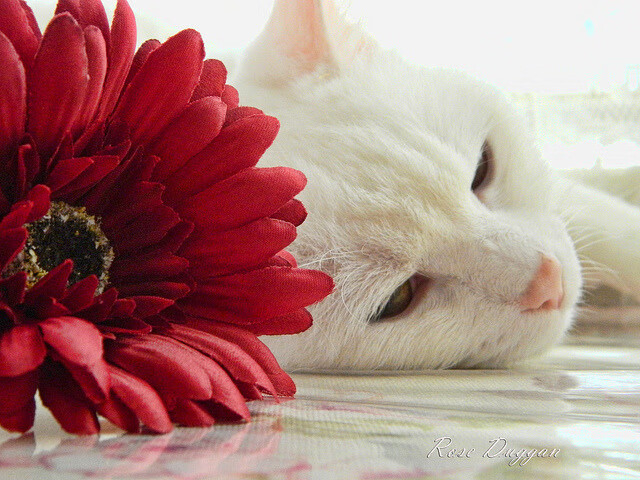 格鲁塞100米蝶泳全程领先抢眼，格鲁塞特