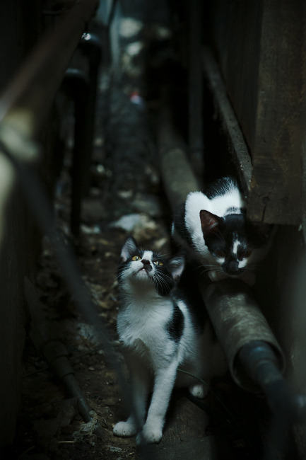 中国篮球青训系统中的选拔公平性分析，中国国家篮球青训选拔